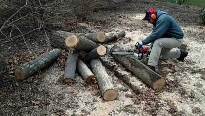 cut logs with a chainsaw