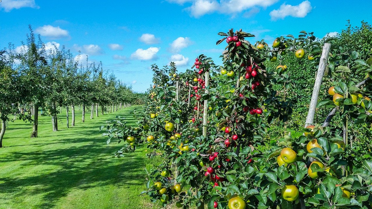 apple trees free of pesticides